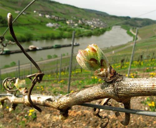 Hotel Weingut-Gaestehaus Karl Otto Nalbach Briedel Zewnętrze zdjęcie